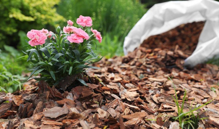 How to Prepare and Use Organic Mulch in Your Garden