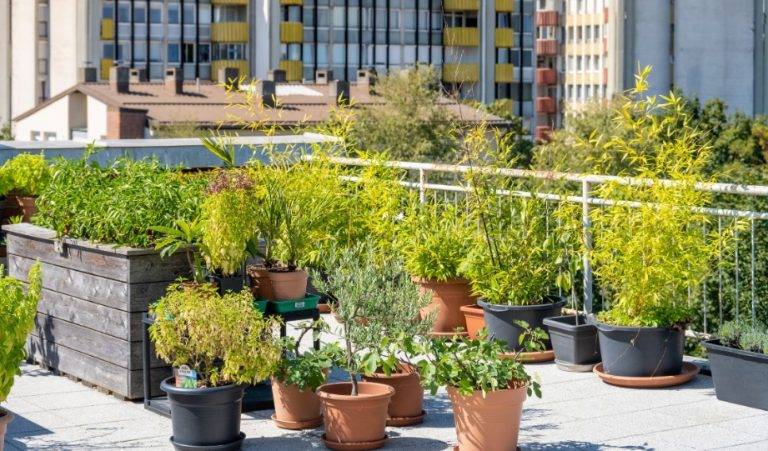 How to Start a Rooftop Garden in an Urban Environment